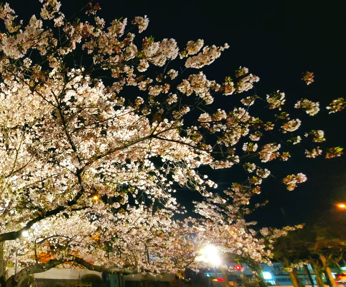 投稿写真：夜桜三昧
