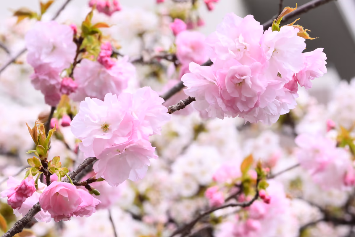 投稿写真：今年の桜　「大手毬」