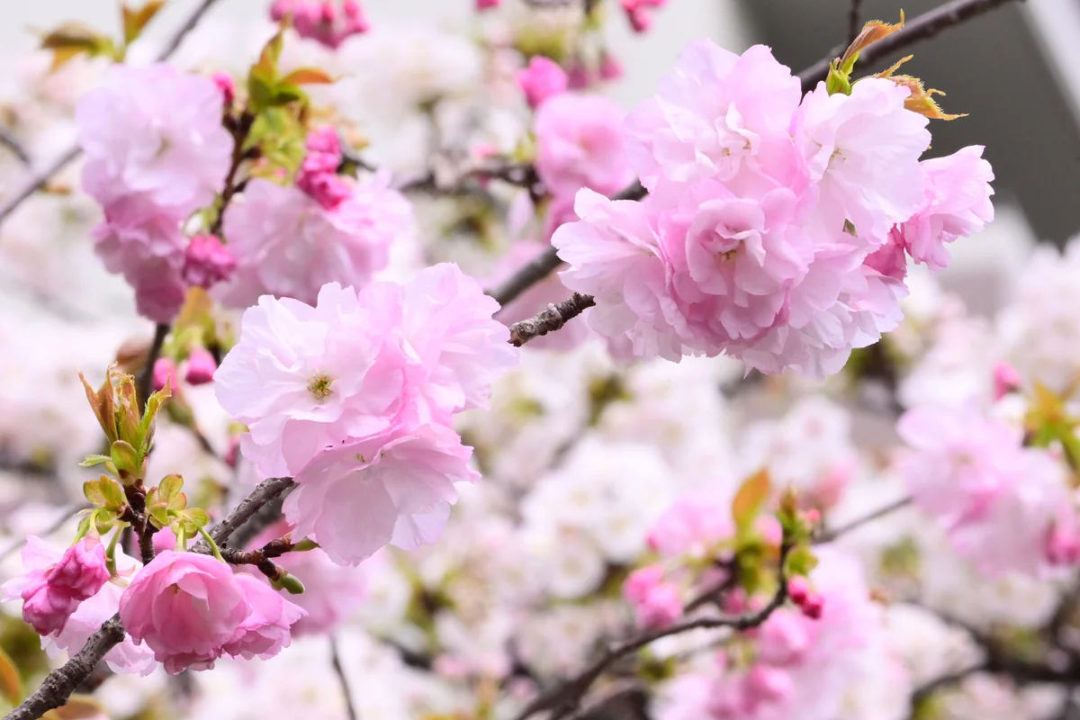 投稿写真：今年の桜　「大手毬」