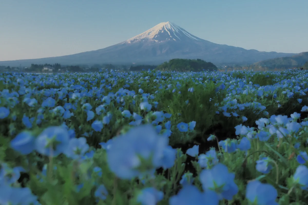 投稿写真：富士とネモフィラ