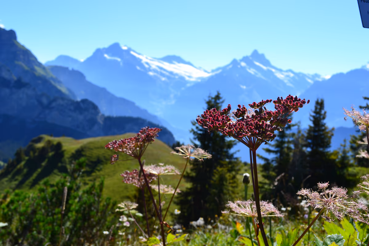 投稿写真：高山植物