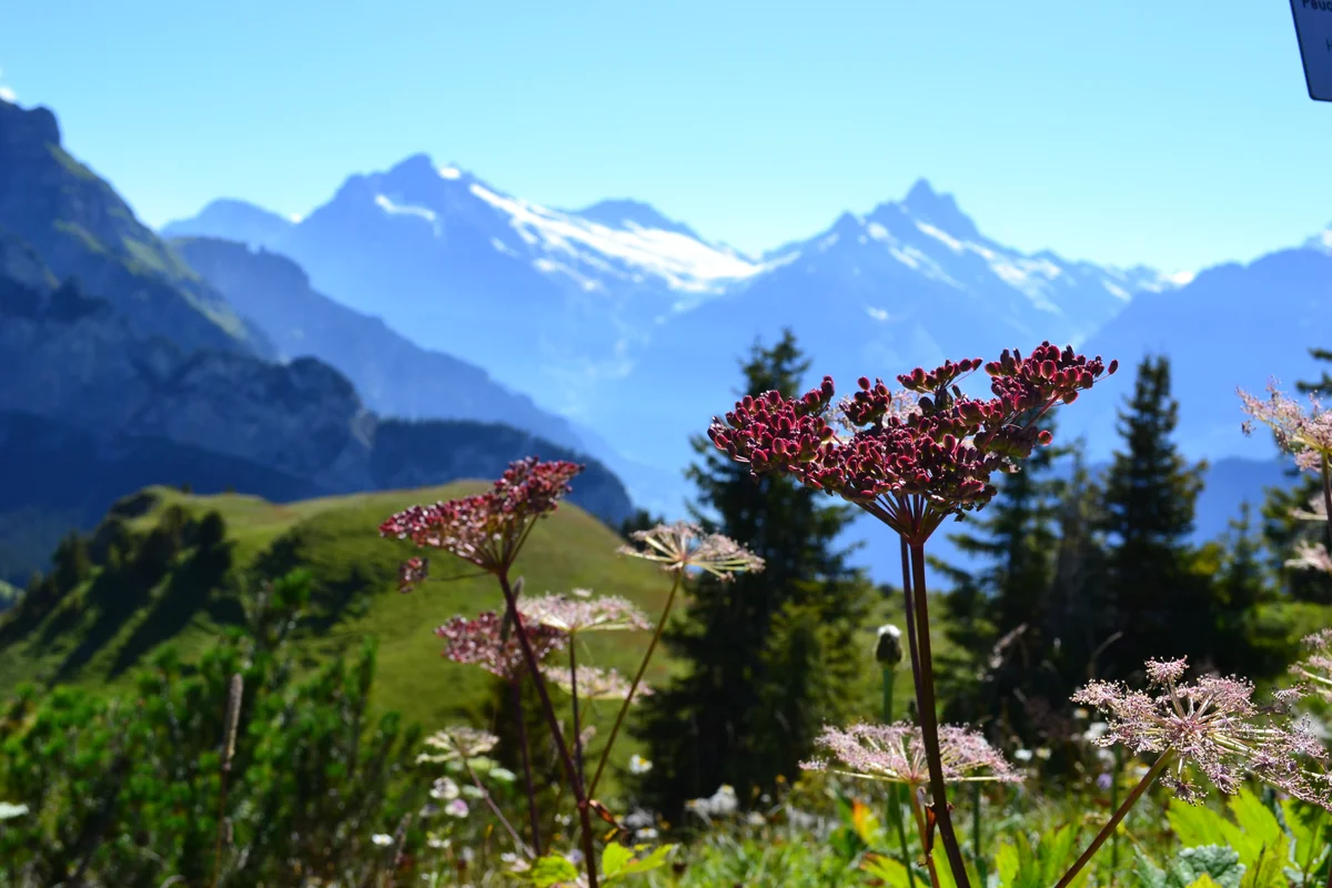 投稿写真：高山植物