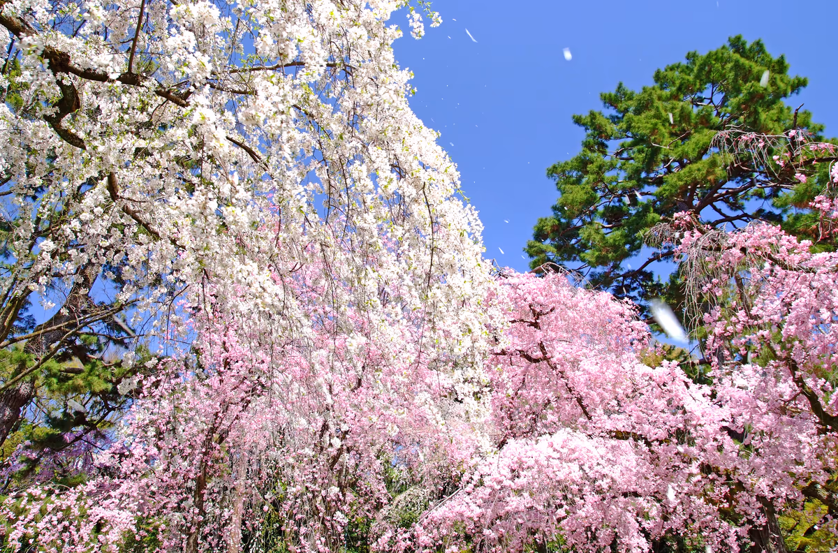 投稿写真：桜吹雪に想う