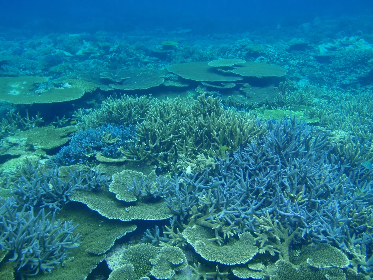 投稿写真：八重干瀬（ヤビジ）のさんご礁