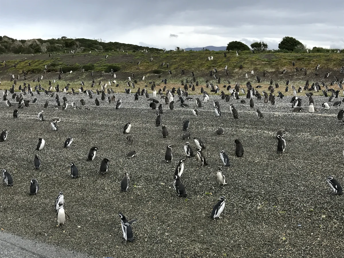 投稿写真：ビーグル水道クルーズ