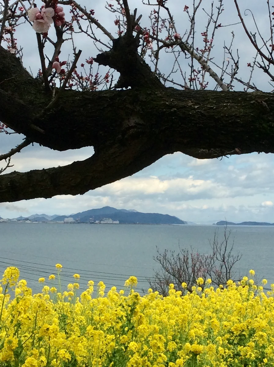 投稿写真：杏の花と菜の花
