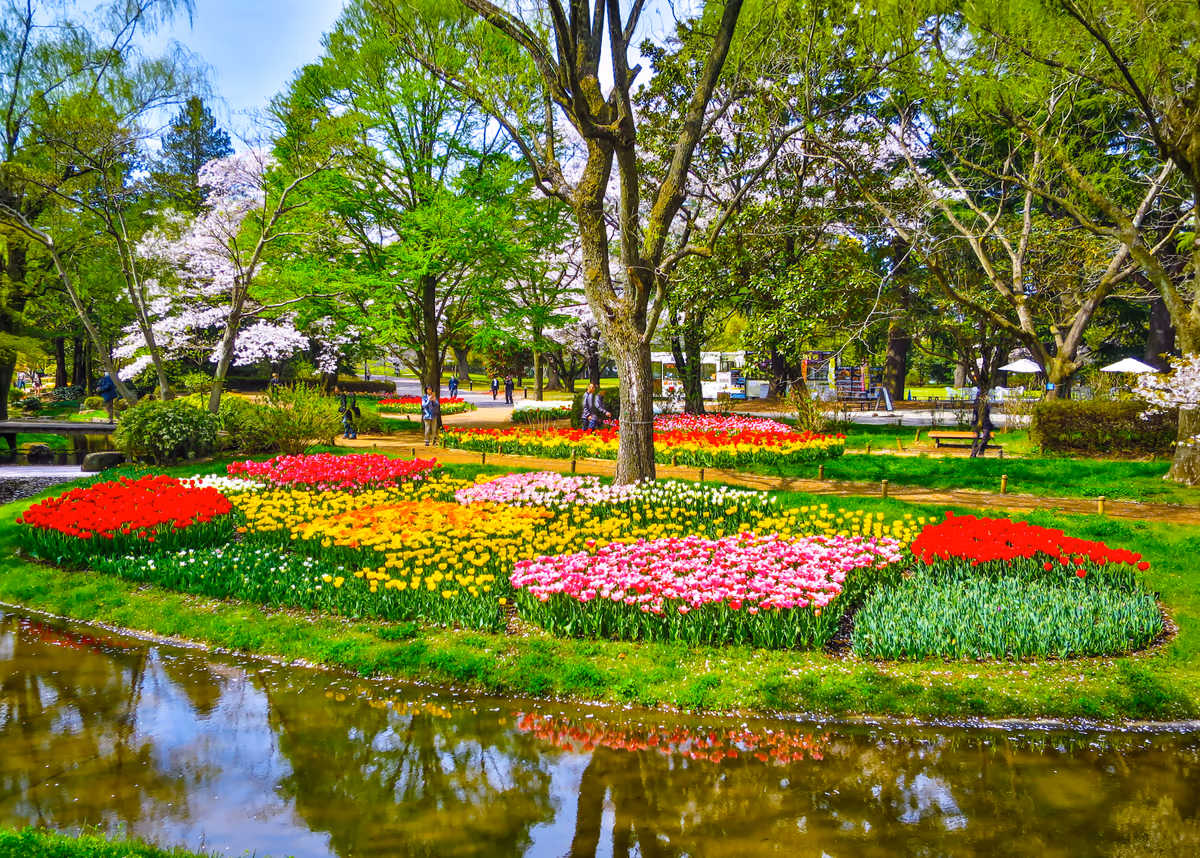 投稿写真：Flower Festival 2024~桜とチューリップ