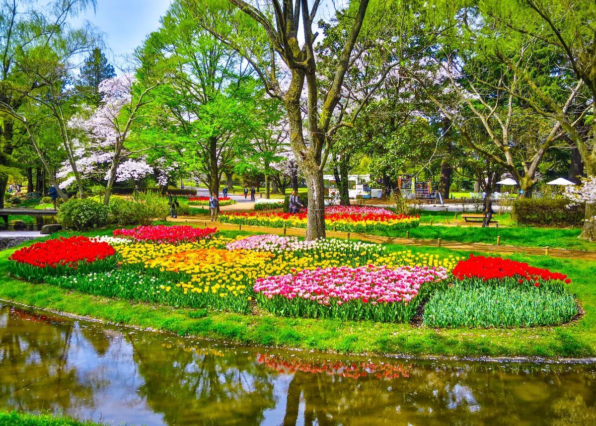 投稿写真：Flower Festival 2024~桜とチューリップ