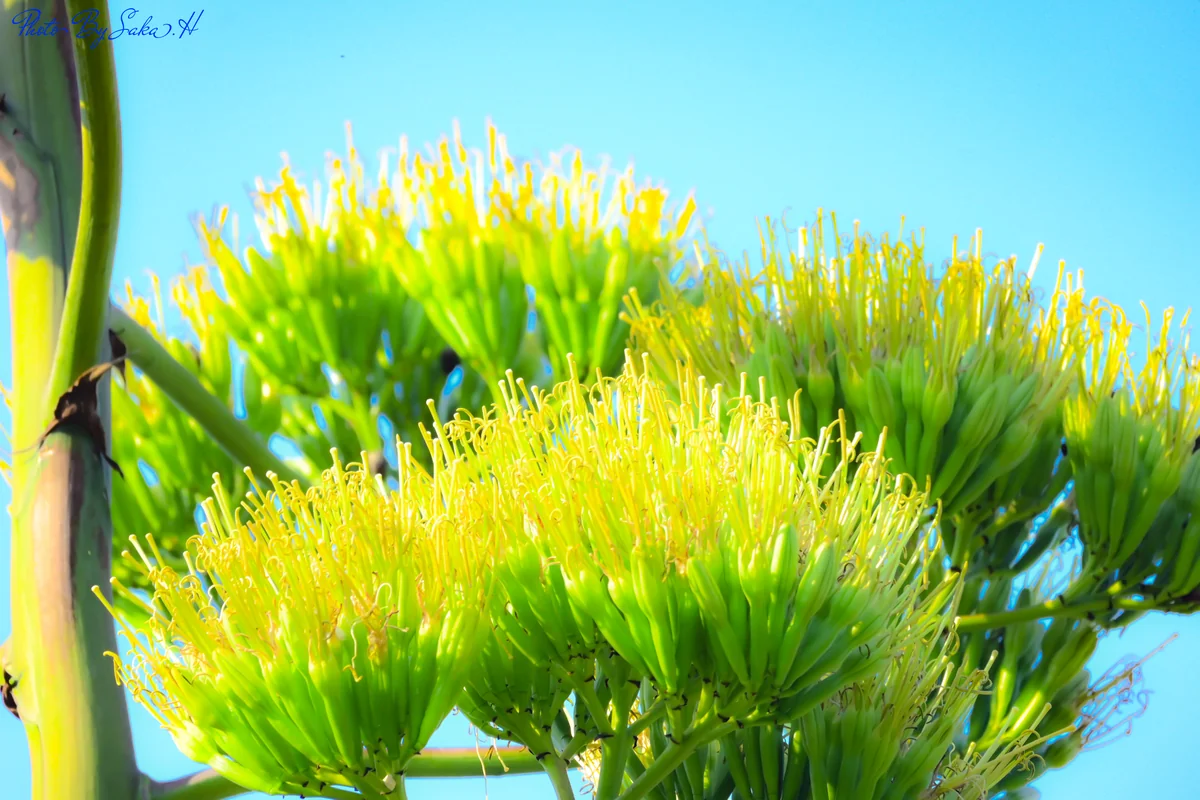 投稿写真：アオノリュウゼツラン