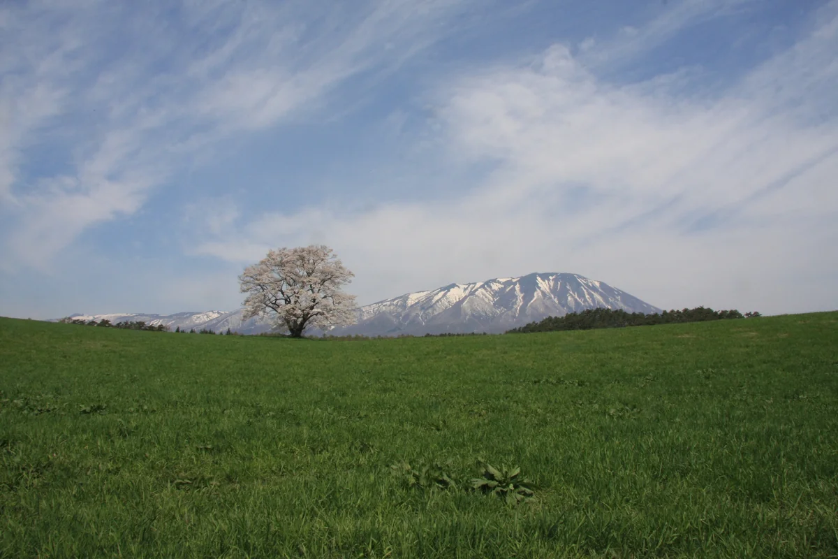 投稿写真：小岩井農場の一本桜