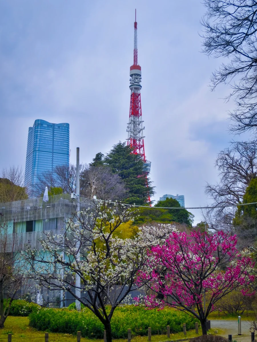 投稿写真：東京タワーと紅白の梅