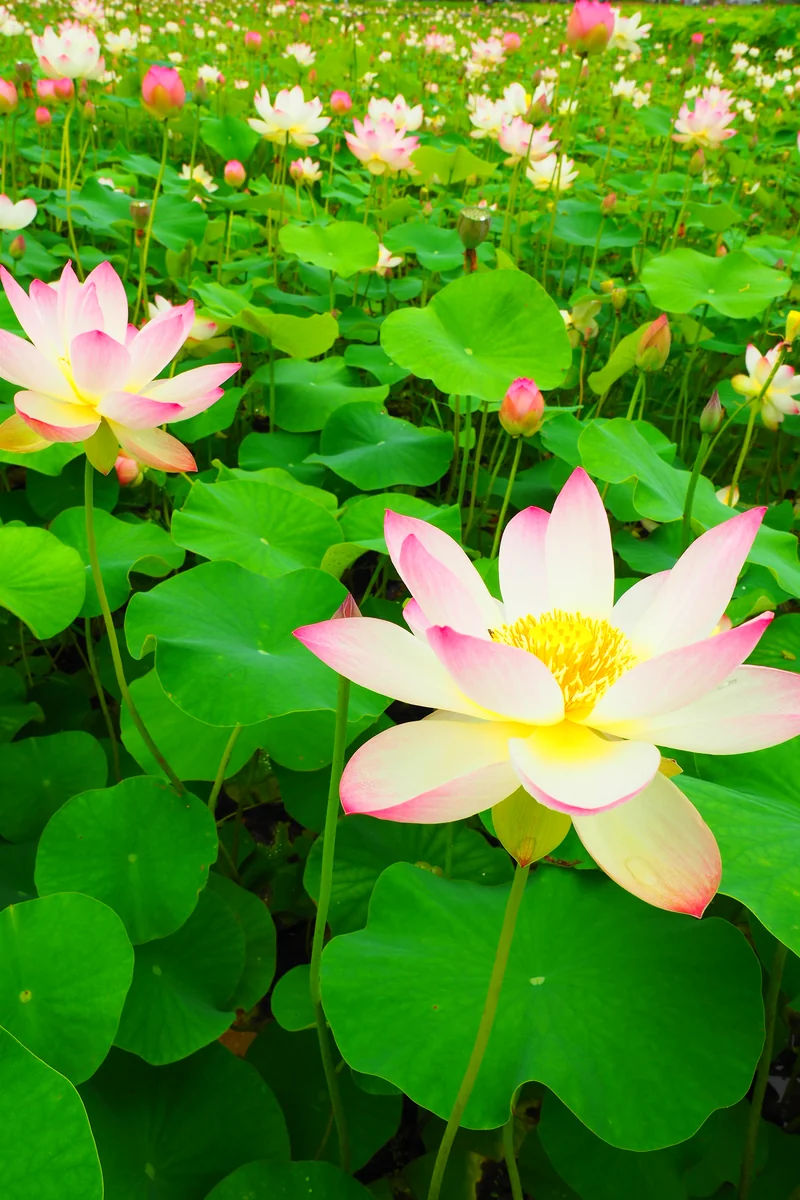 投稿写真：夏の始まり