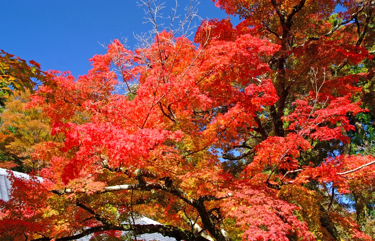 投稿写真：光の秋