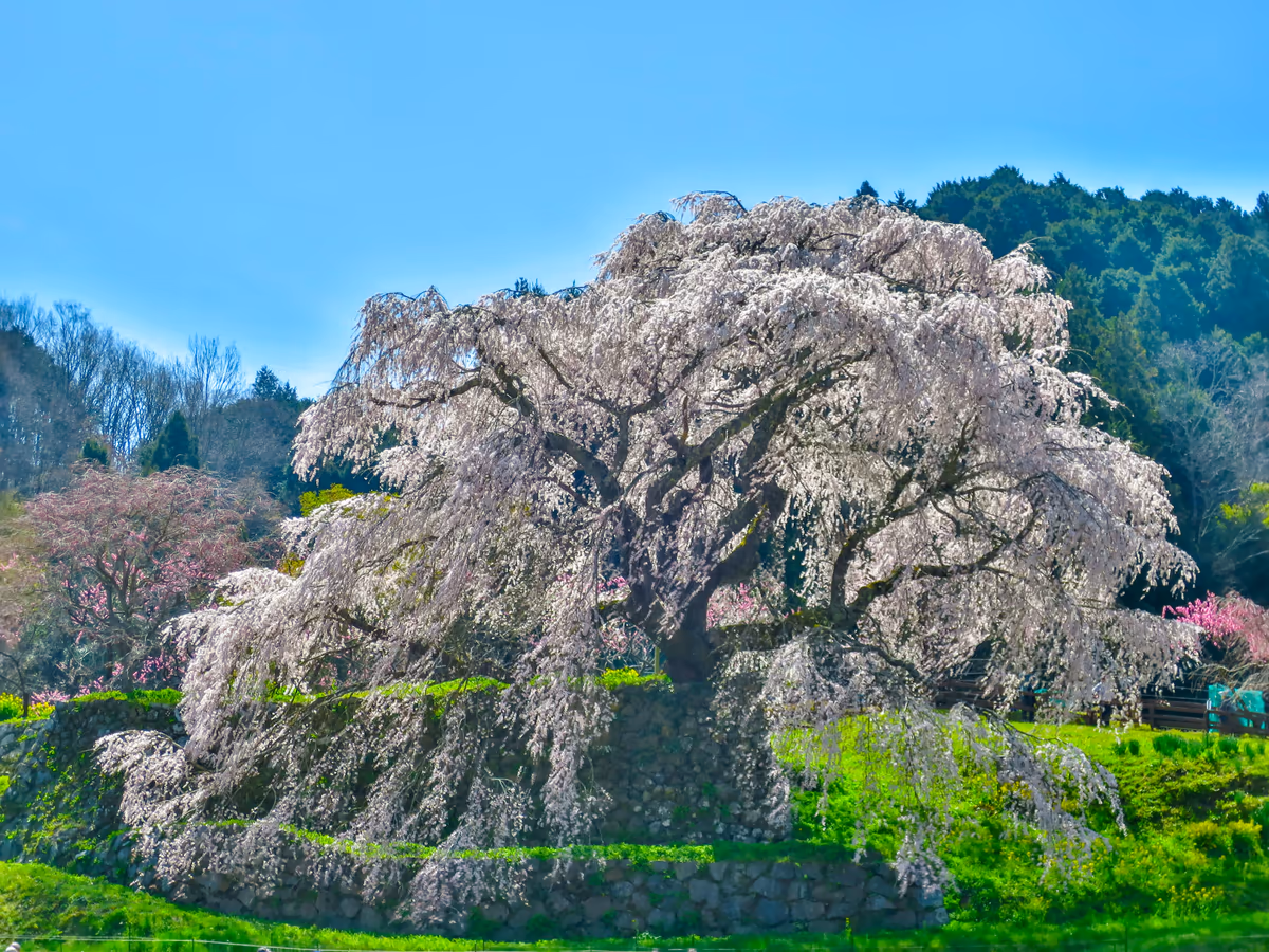 投稿写真：又兵衛桜