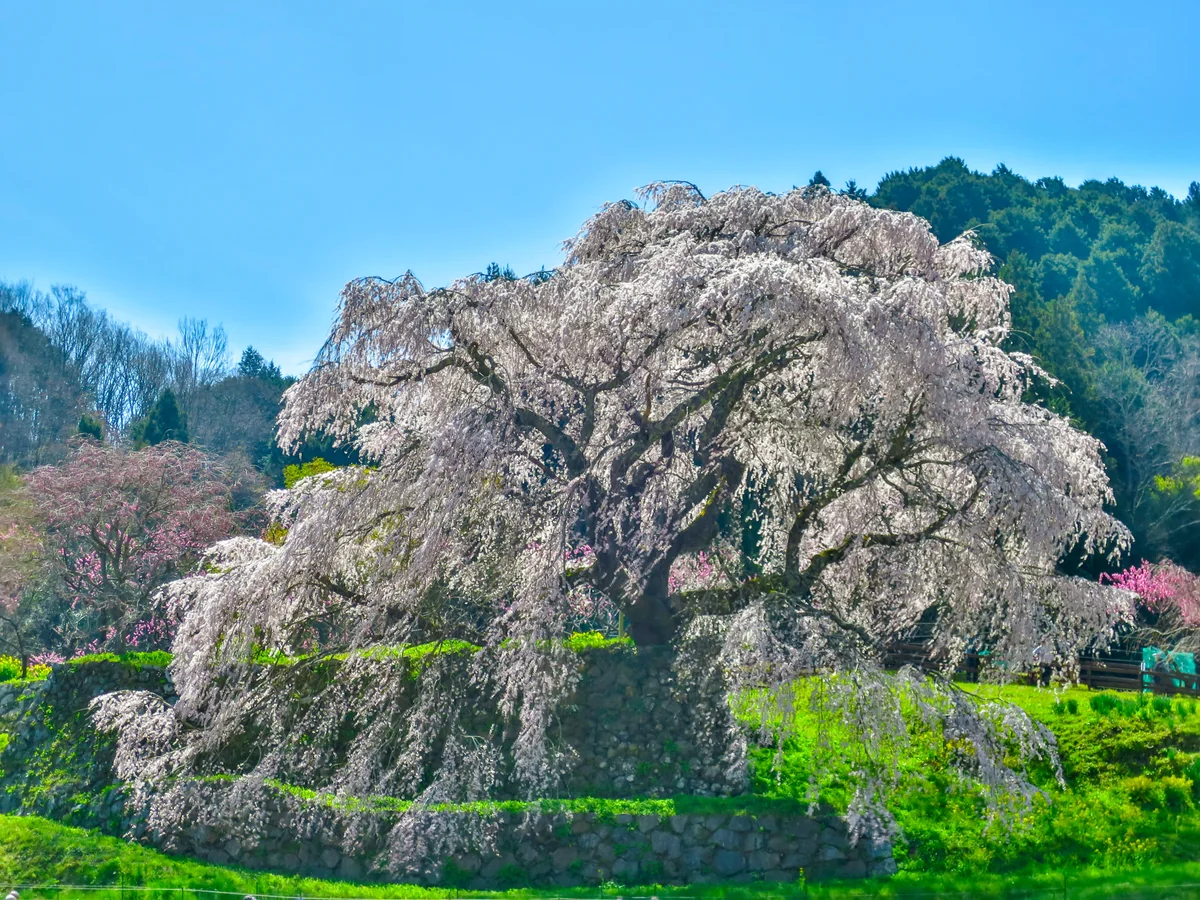投稿写真：又兵衛桜