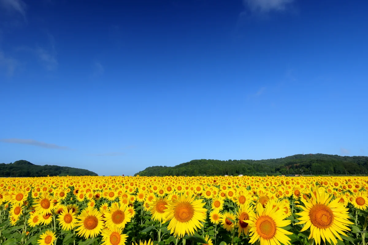 投稿写真：益子ひまわり祭りと夏の青空