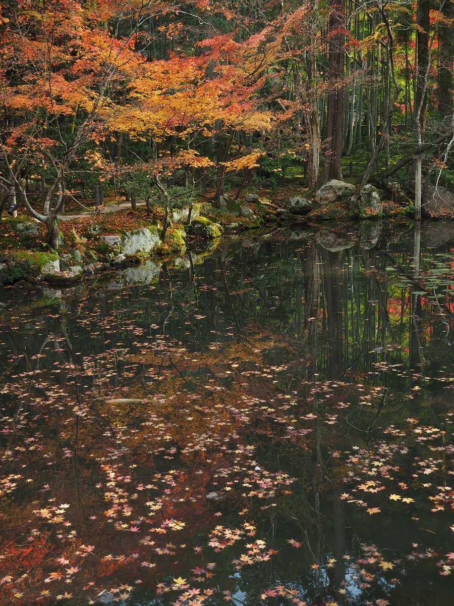 投稿写真：水辺の秋色