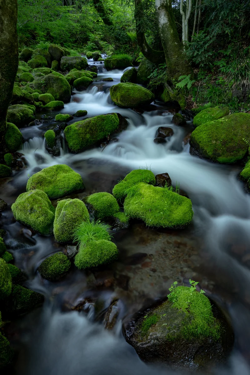 投稿写真：苔むす石群