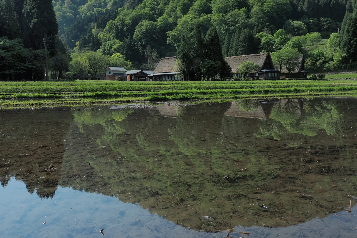 投稿写真：五箇山菅沼集落　緑映