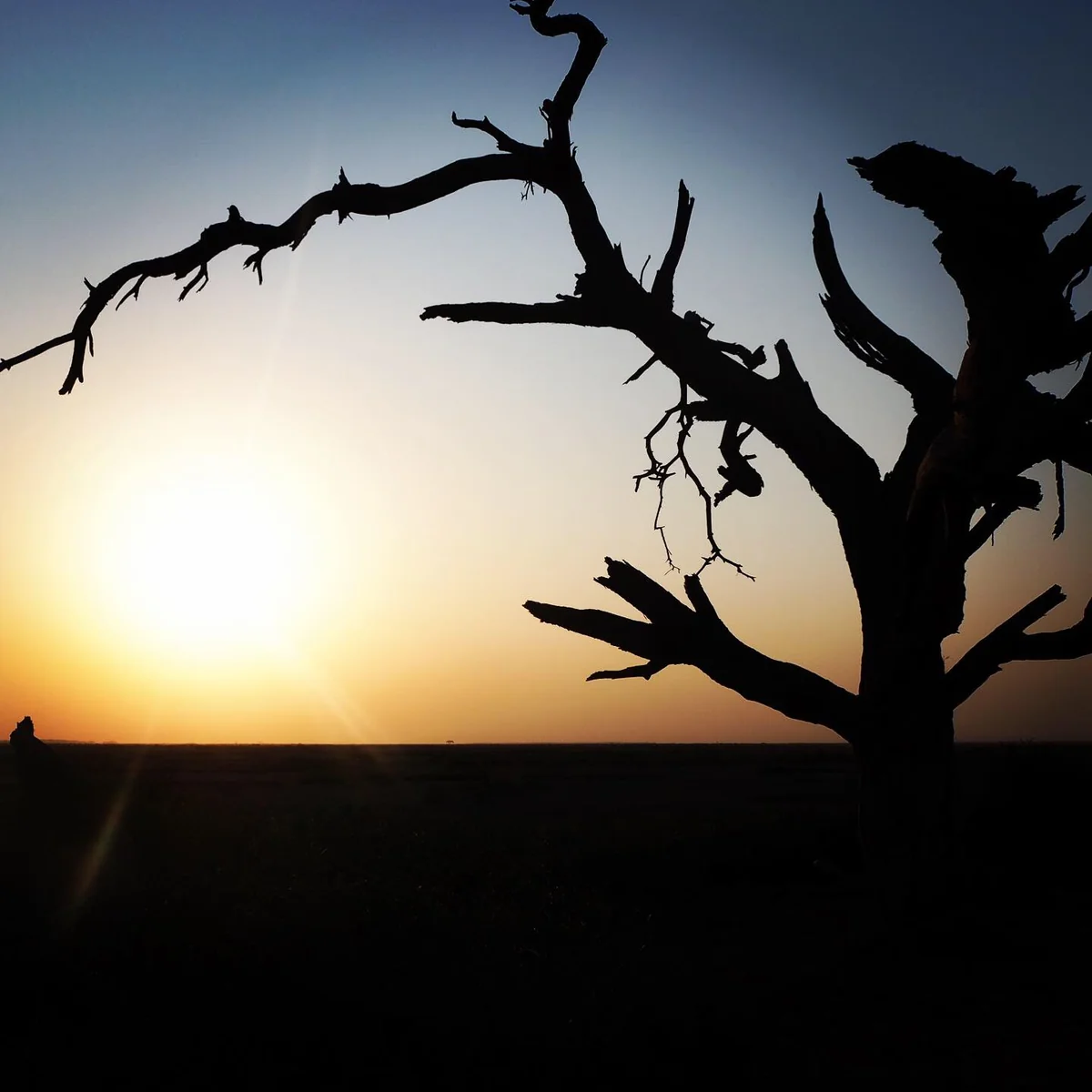 投稿写真：アンボセリ国立公園