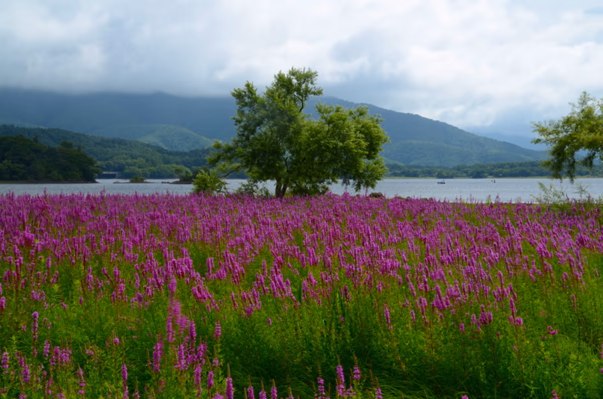 投稿写真：檜原湖　お花畑