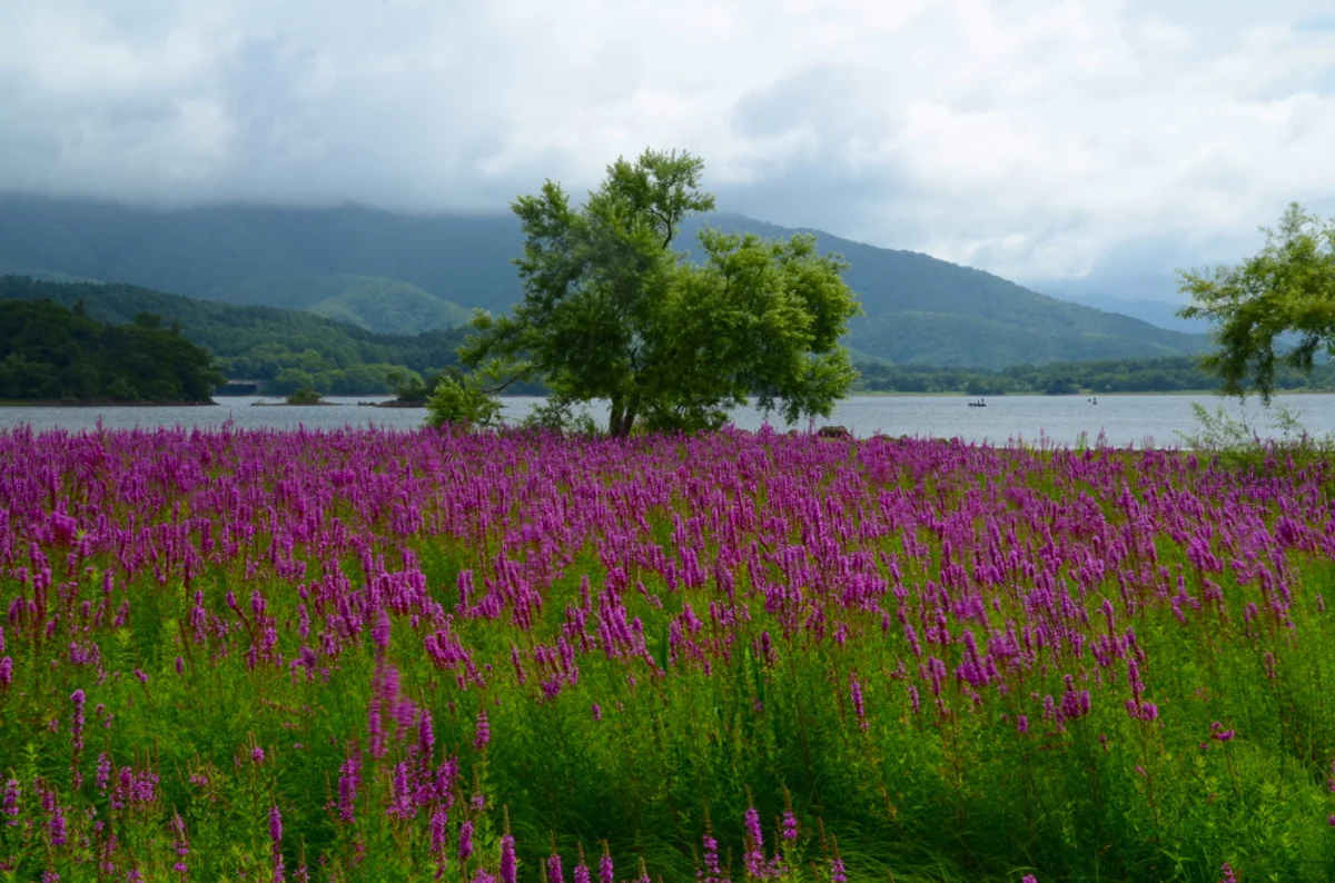 投稿写真：檜原湖　お花畑