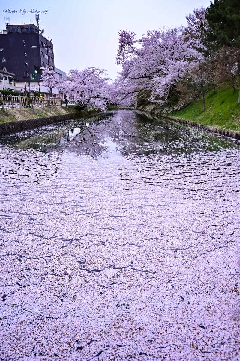 投稿写真：花筏と桜のリフレクション