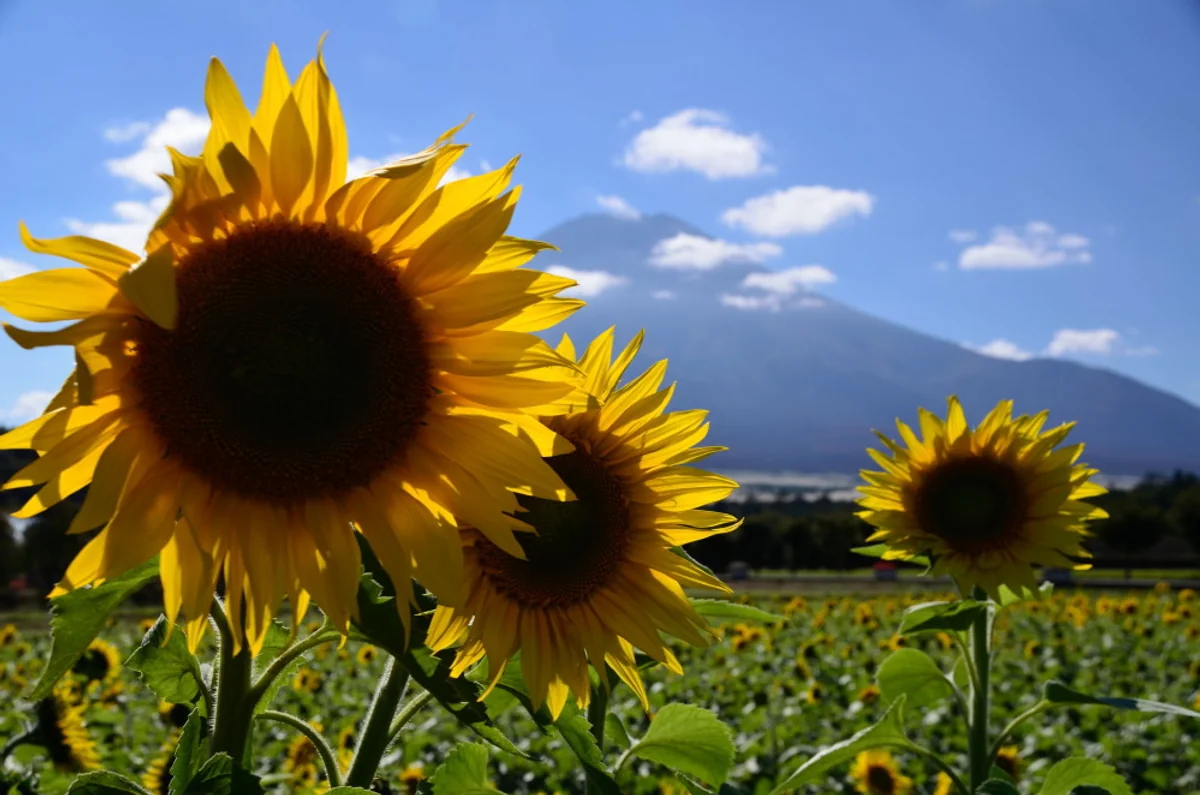投稿写真：10月なのに向日葵がこちらを向いている