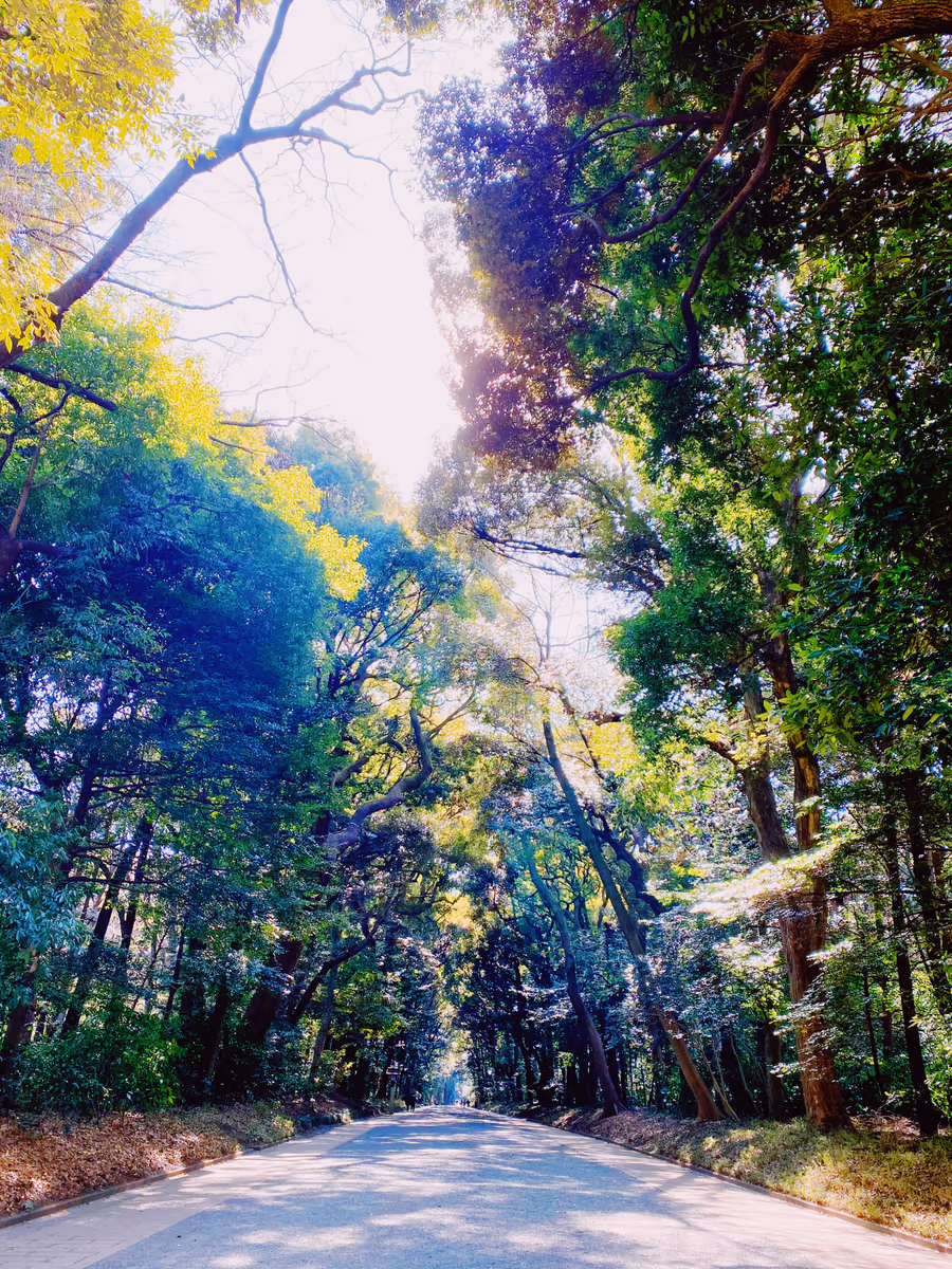 投稿写真：明治神宮