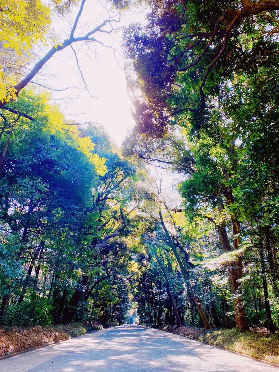 投稿写真：明治神宮