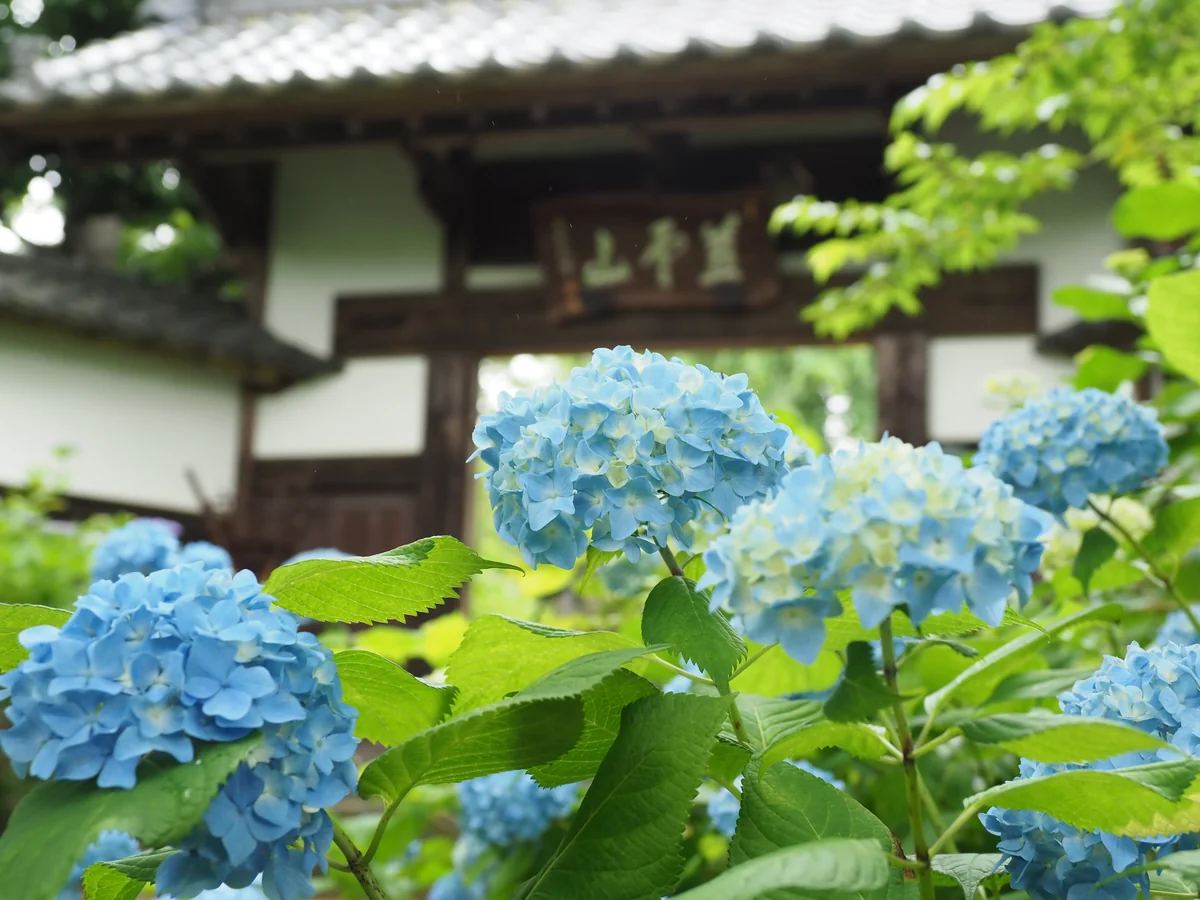 投稿写真：資福寺のあじさい