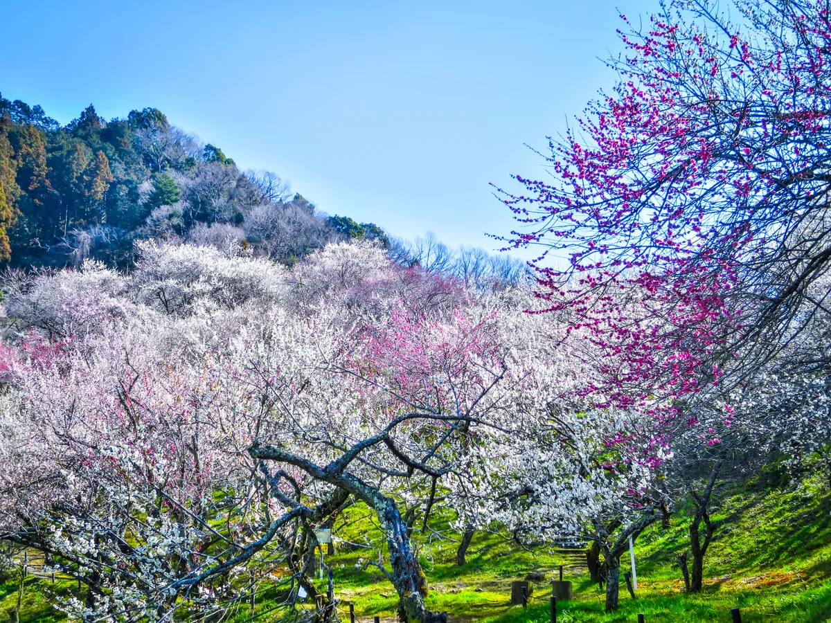 投稿写真：満開の紅白の梅林