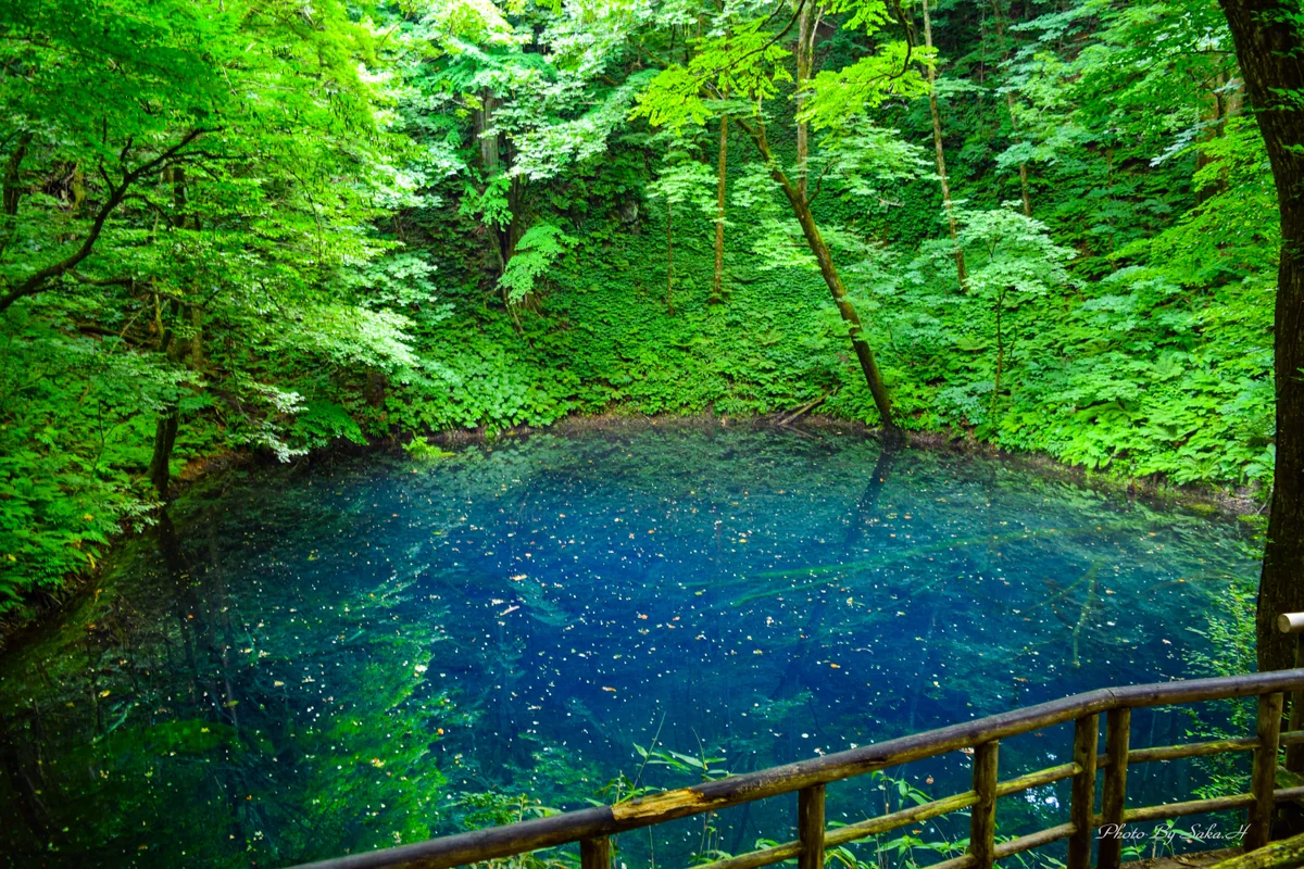 投稿写真：青池