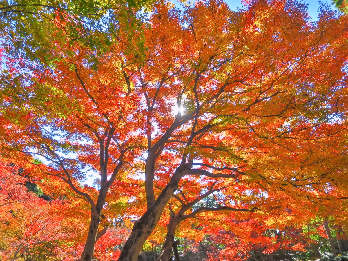 投稿写真：紅葉グラデーション