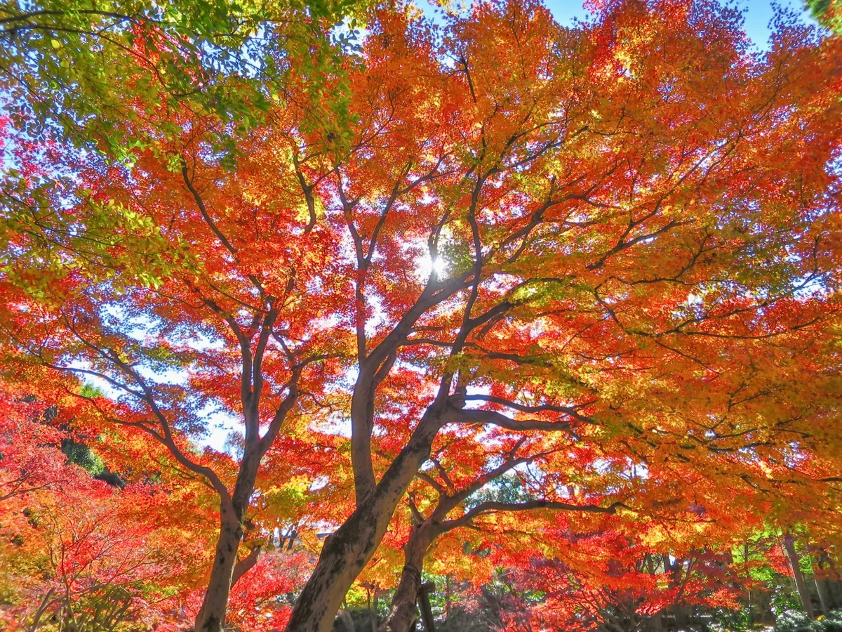 投稿写真：紅葉グラデーション