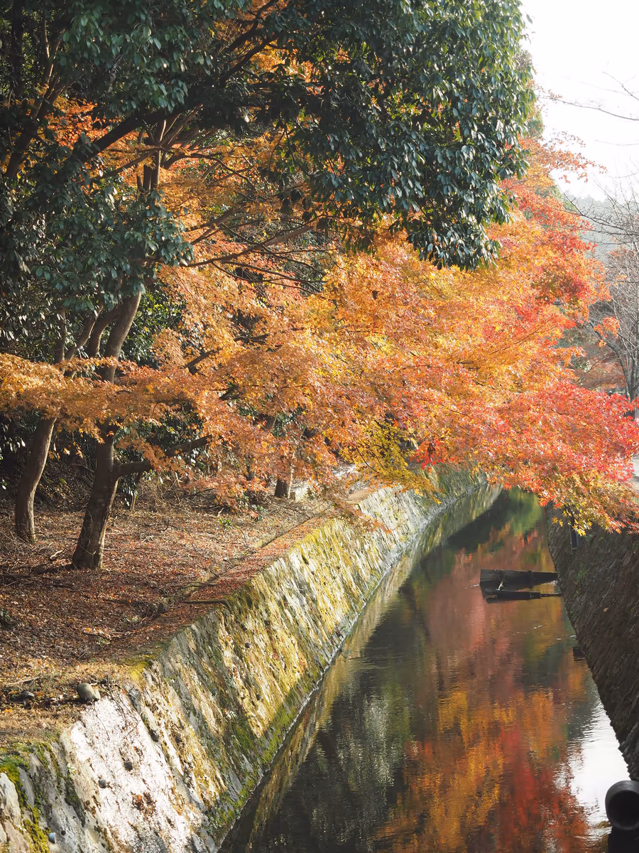 投稿写真：哲学の道　紅葉