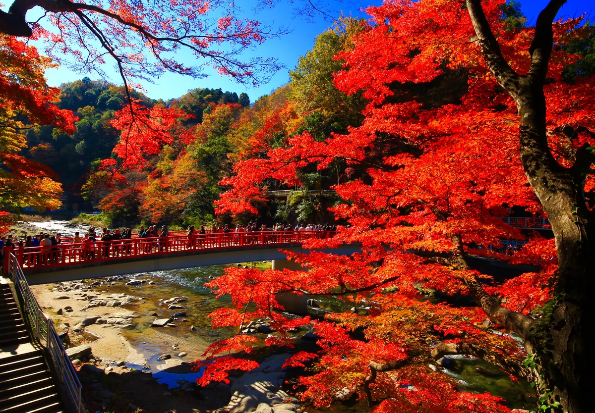 投稿写真：秋美景 足助の香嵐渓