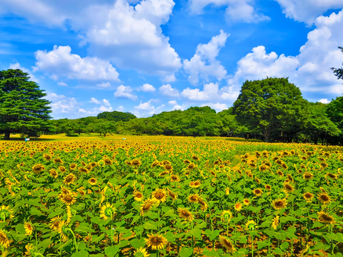 投稿写真：夏空とひまわり
