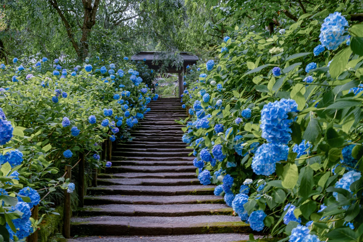 投稿写真：明月院ブルー