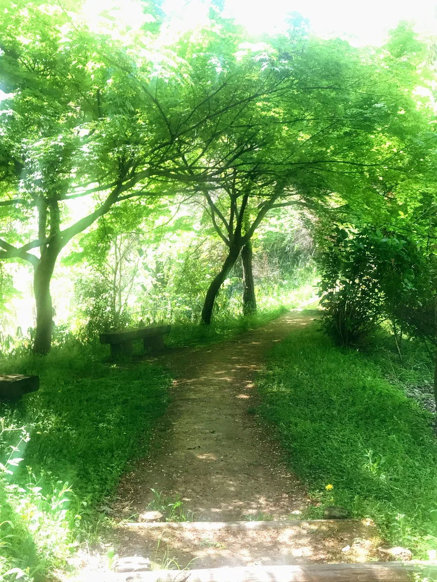 投稿写真：木漏れ日