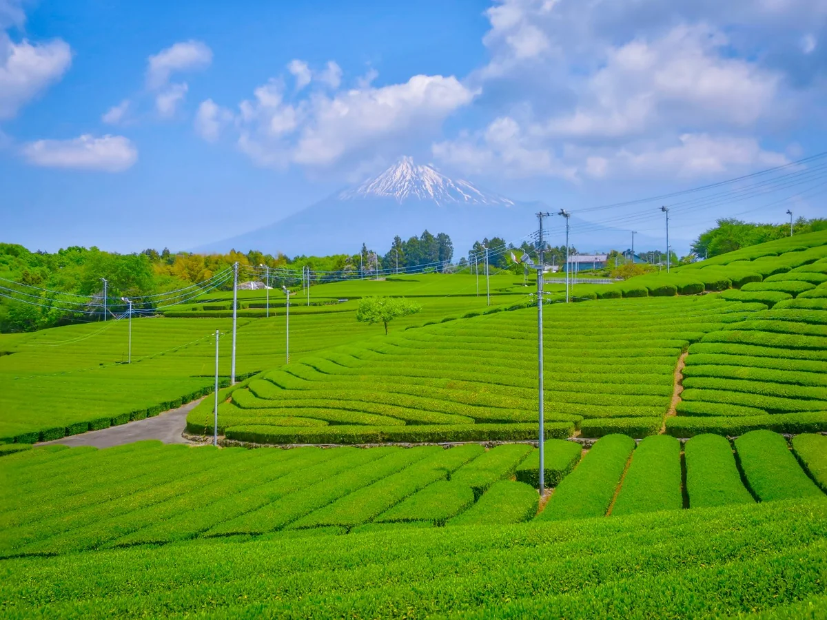 投稿写真：新緑の茶畑と富士山