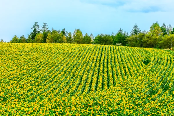 投稿：秋のひまわり、黄色でいっぱい