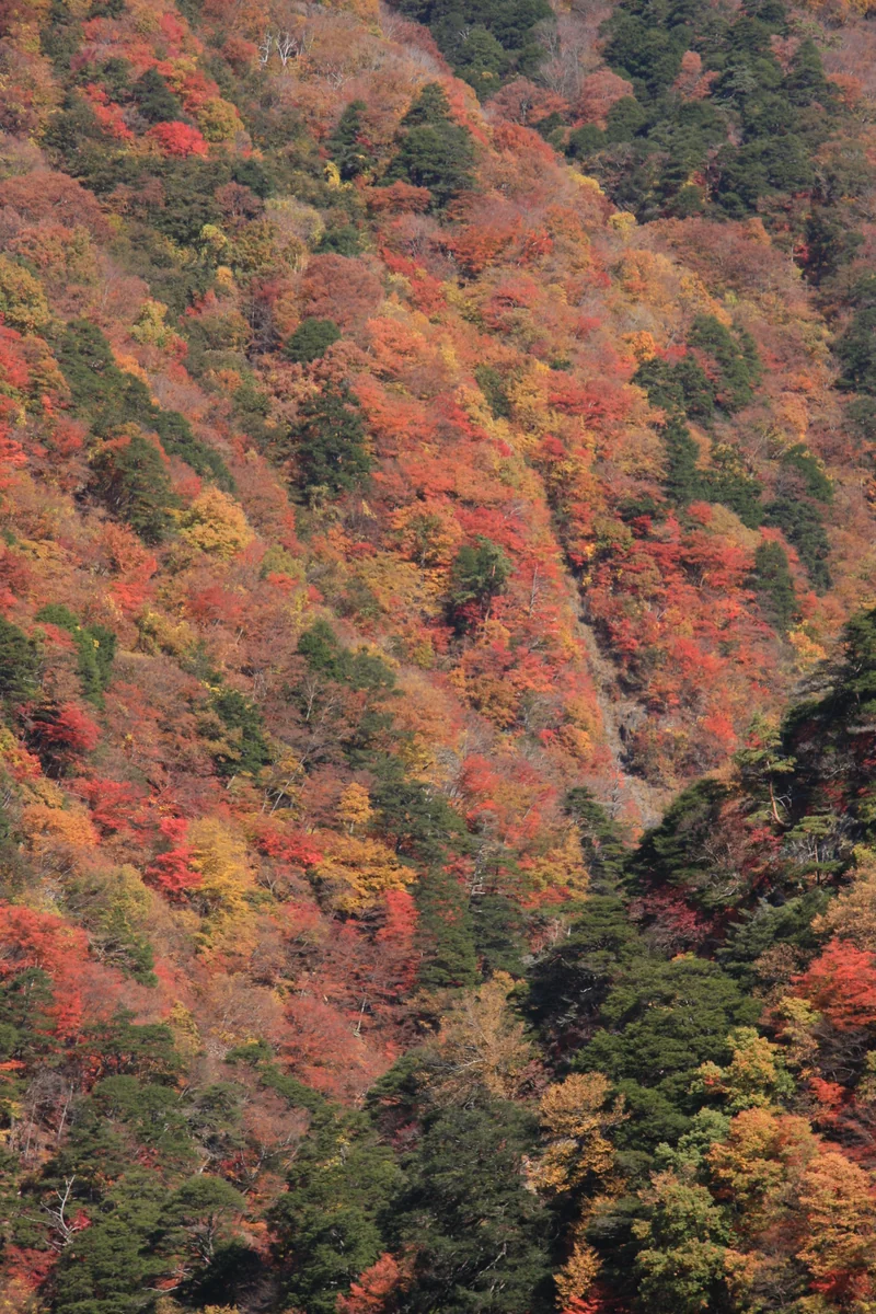 投稿写真：能泉湖の紅葉