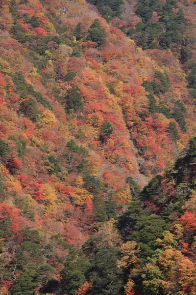 投稿：能泉湖の紅葉