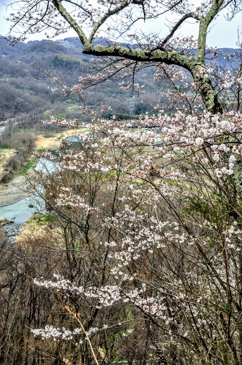 投稿写真：千曲川桜