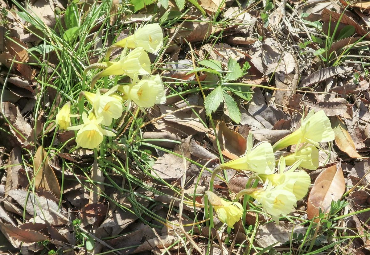 投稿写真：スノードロップ