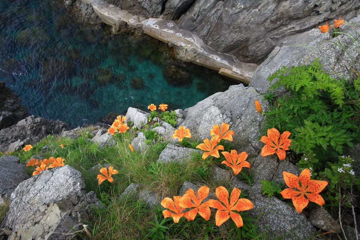投稿写真：初夏の海岸を彩る