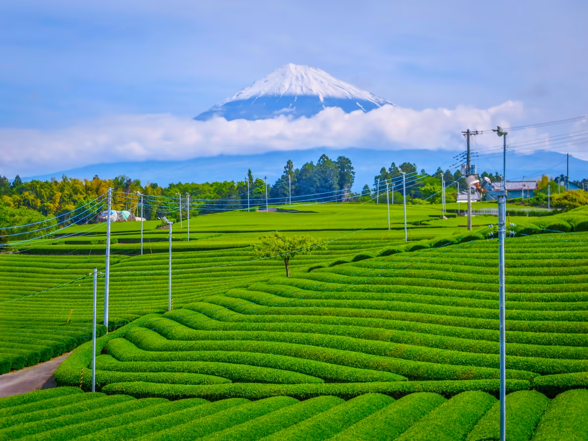 投稿写真：茶畑と富士山