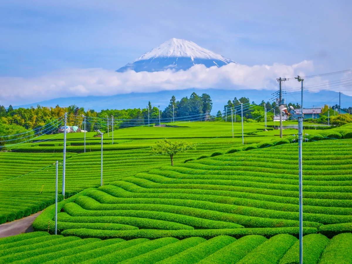 投稿写真：茶畑と富士山
