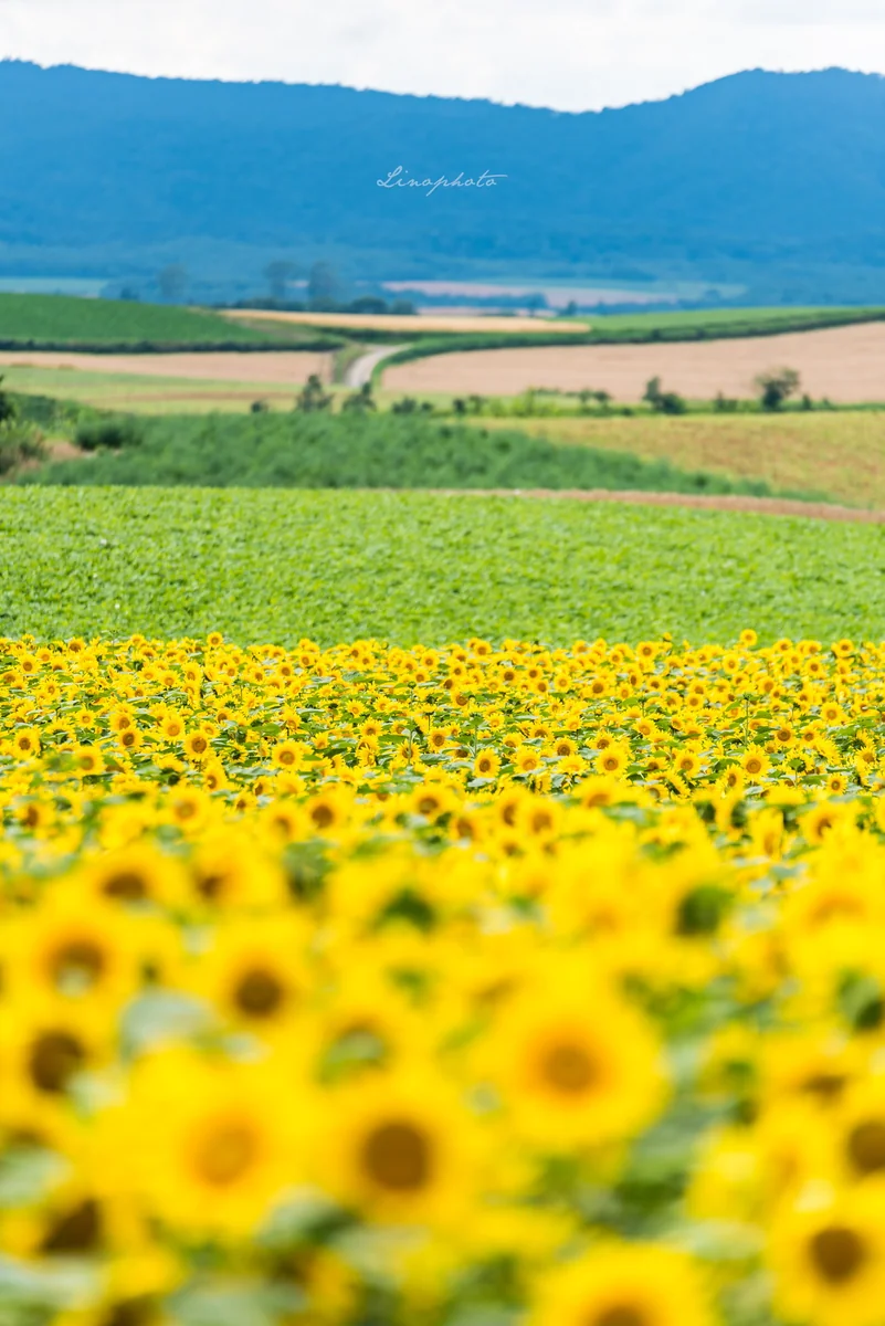 投稿写真：いっぱいの黄色